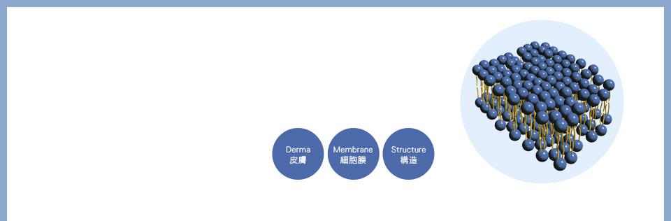 Derma皮膚Membrane細胞膜Structure構造